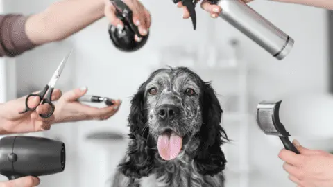 Dog Groomers trade preview